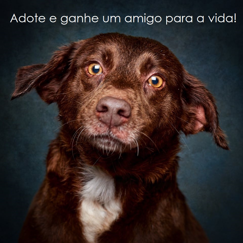 Cacau 6 anos Porte Médio