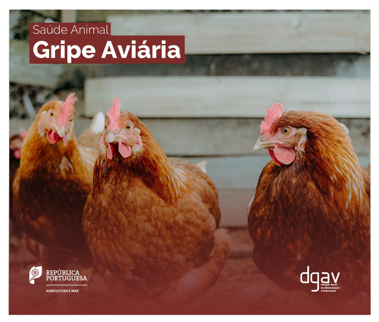 Autarquia garante vigilância e articulação com autoridades face à gripe aviária