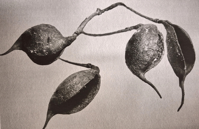 Formas Naturais